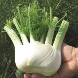 Fenkuł  Solaris  F1  2500 nasion ZW ST